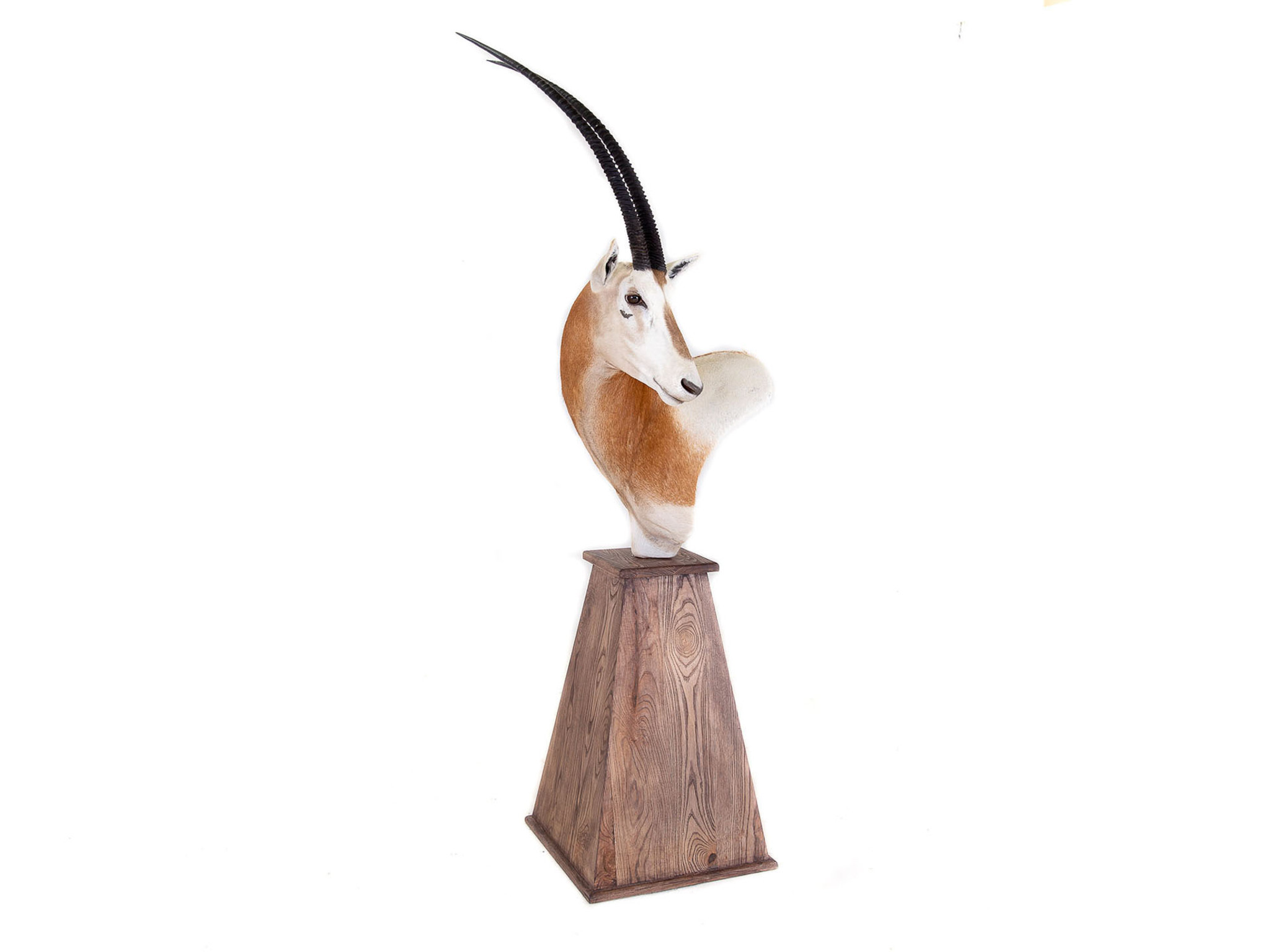 Splitting Image Taxidermy - SCIMITAR HORNED ORYX PEDESTAL MOUNT